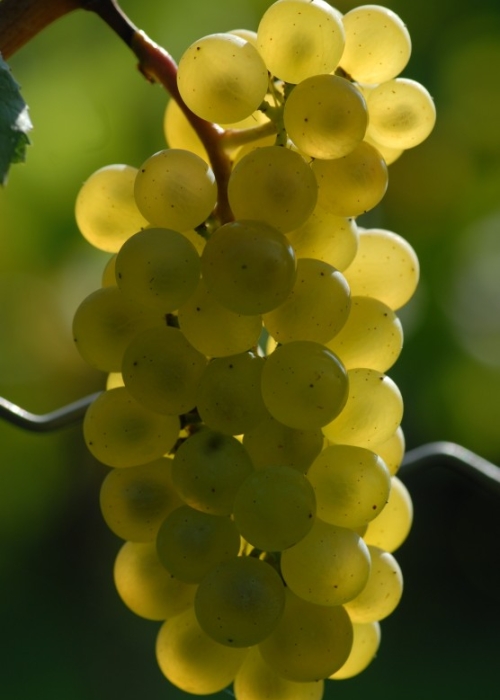 Chardonnay ANT 0912